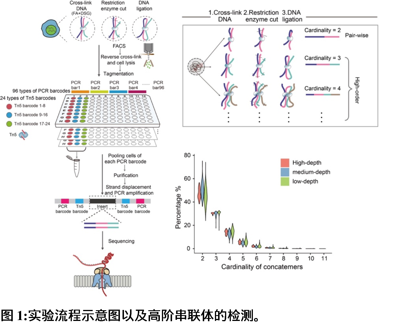 研究人员开发出基于单分子测序平台的scNanoHi-C技术，可精准检测单细胞高阶染色质互作