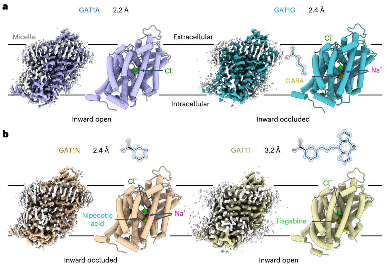 研究揭示GABA转运蛋白GAT1的底物转运机制和药物抑制机理