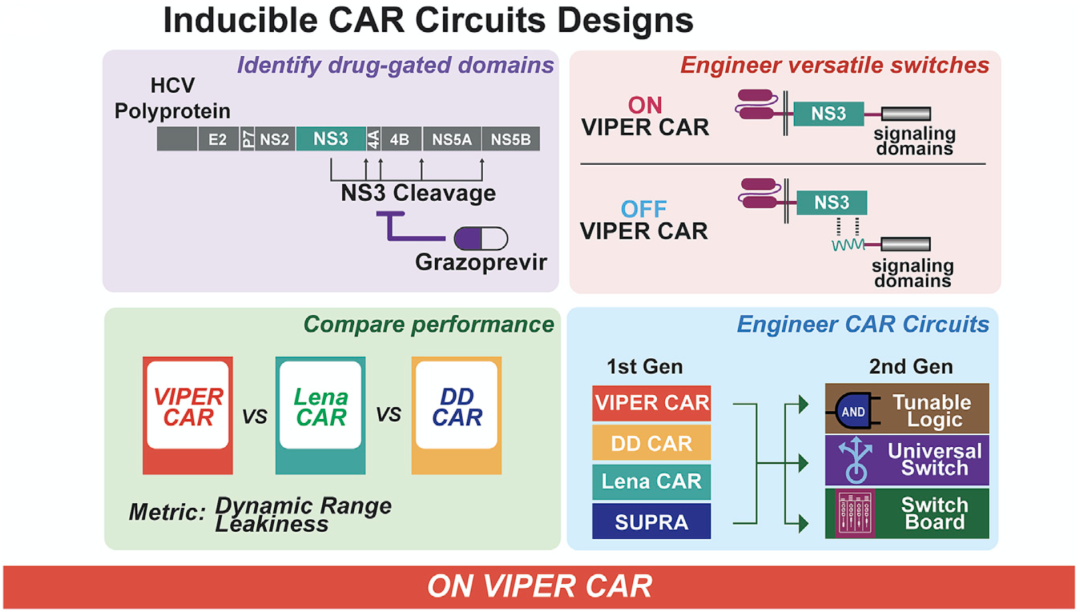 《癌细胞》：CAR-T革命！多抗原靶向CAR系统诞生！