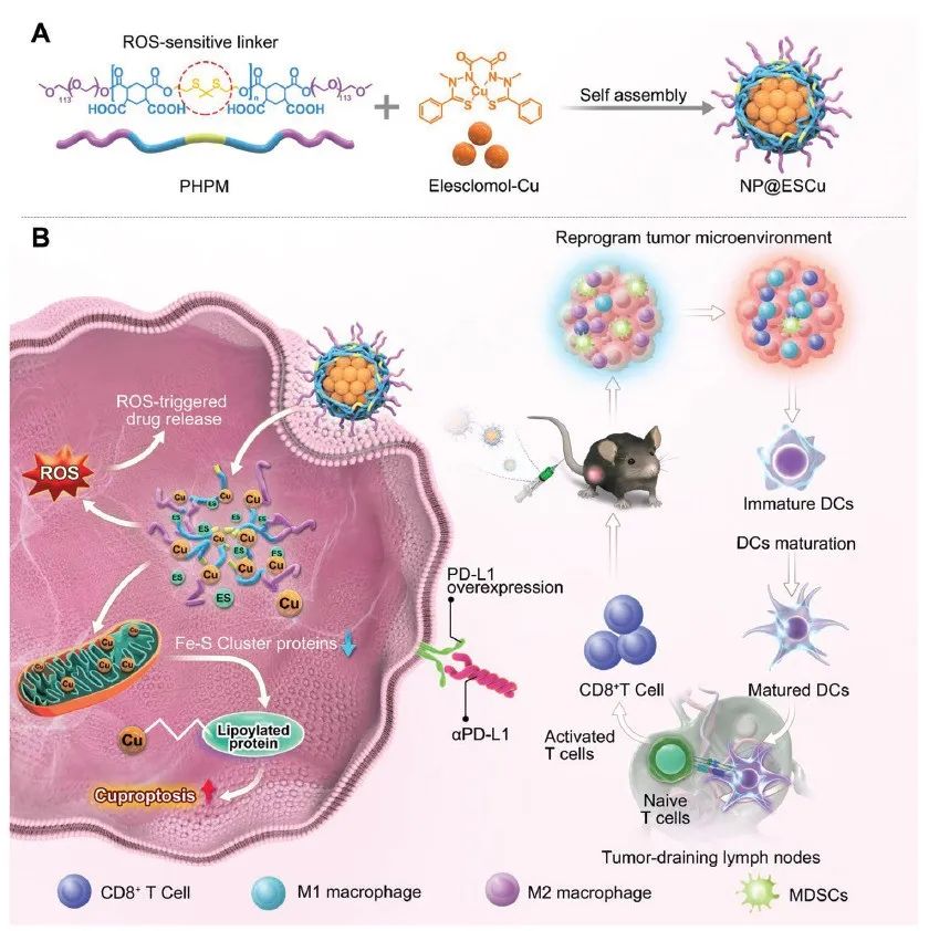 邢念增/肖海华团队首次开发铜死亡纳米药物，增强癌症免疫治疗效果