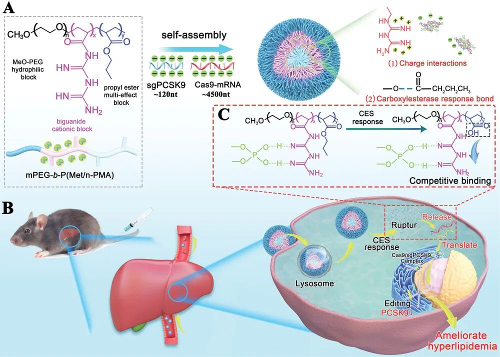 Advances Science：重庆医科大学于超团队开发新型CRISPR递送系统，用于心血管疾病治疗