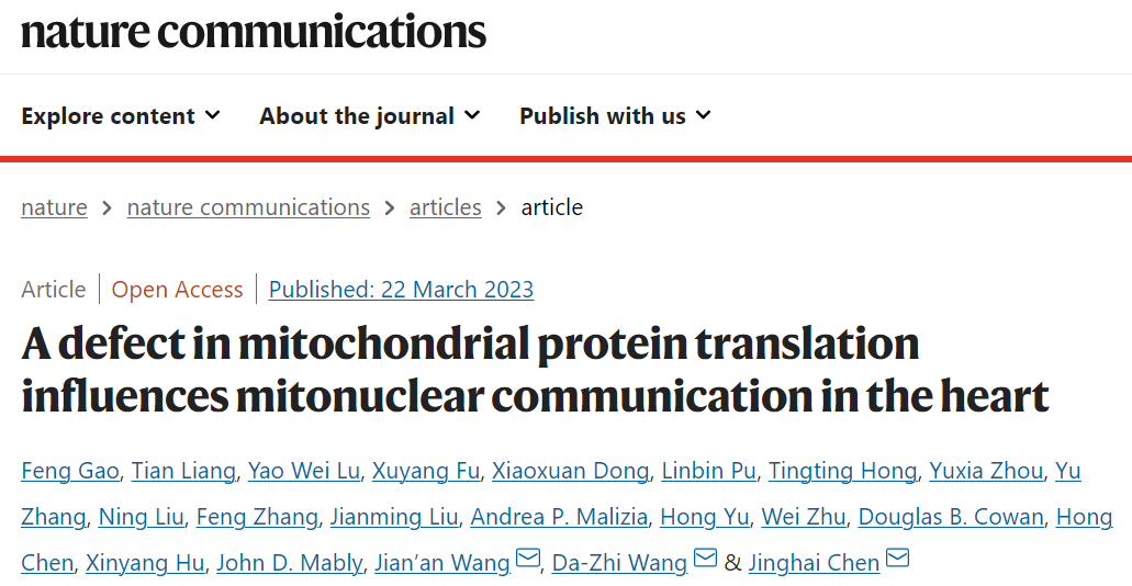 Nature子刊：浙大陈静海团队揭示心肌细胞线粒体蛋白翻译缺陷触发的线粒体与细胞核的信号互作网络调控机制