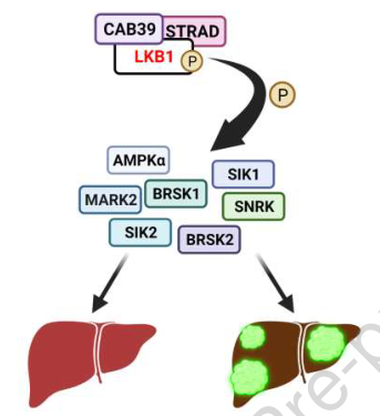 Pharmacol Res：科学家找到了与肝癌患者生存率显著相关的靶点