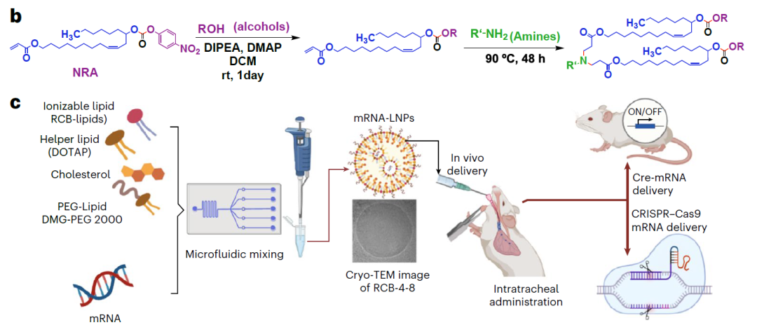 李博文等开发新型LNP载体，吸入后可实现对肺部的高效mRNA递送及基因编辑