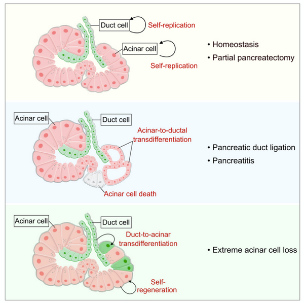 Cell Discovery:揭示胰腺导管细胞和腺泡细胞之间命运转变