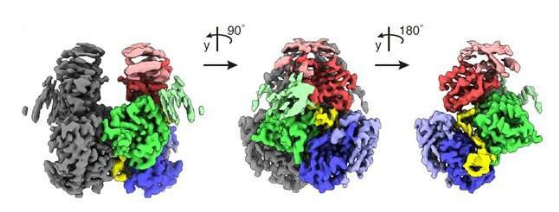 Nat Commun：科学家揭示免疫逃逸HIV蛋白复合体的特殊结构