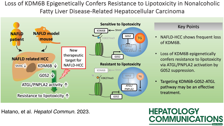 Hepatol Commun：KDM6B的表观遗传缺失赋予了NAFLD相关肝细胞癌对脂毒性的抵抗力