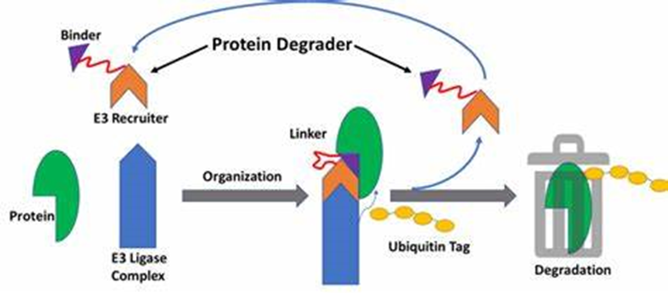 E3连接酶PROTACs擂台：KEAP1 vs. CRBN，哪方胜？