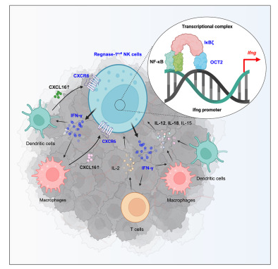 Immunity：剔除regnase-1酶或能促进机体NK细胞的抗肿瘤活性