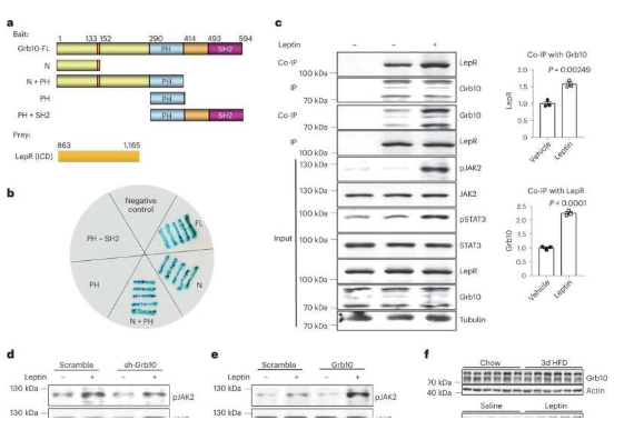 Nat Metabol：特殊的Grb10蛋白或能提供一种治疗人类肥胖的潜在疗法