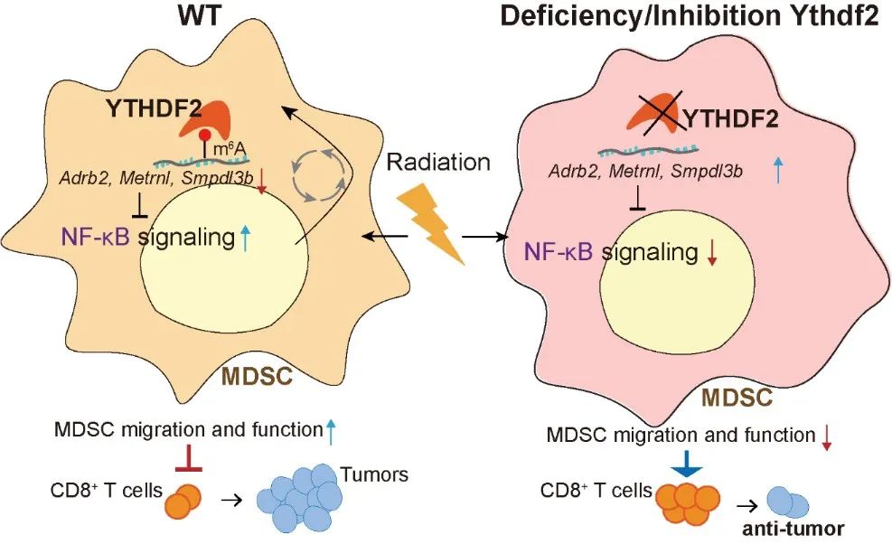 Cancer Cell：何川/罗成等发现抑制YTHDF2可增强放疗的抗肿瘤疗效