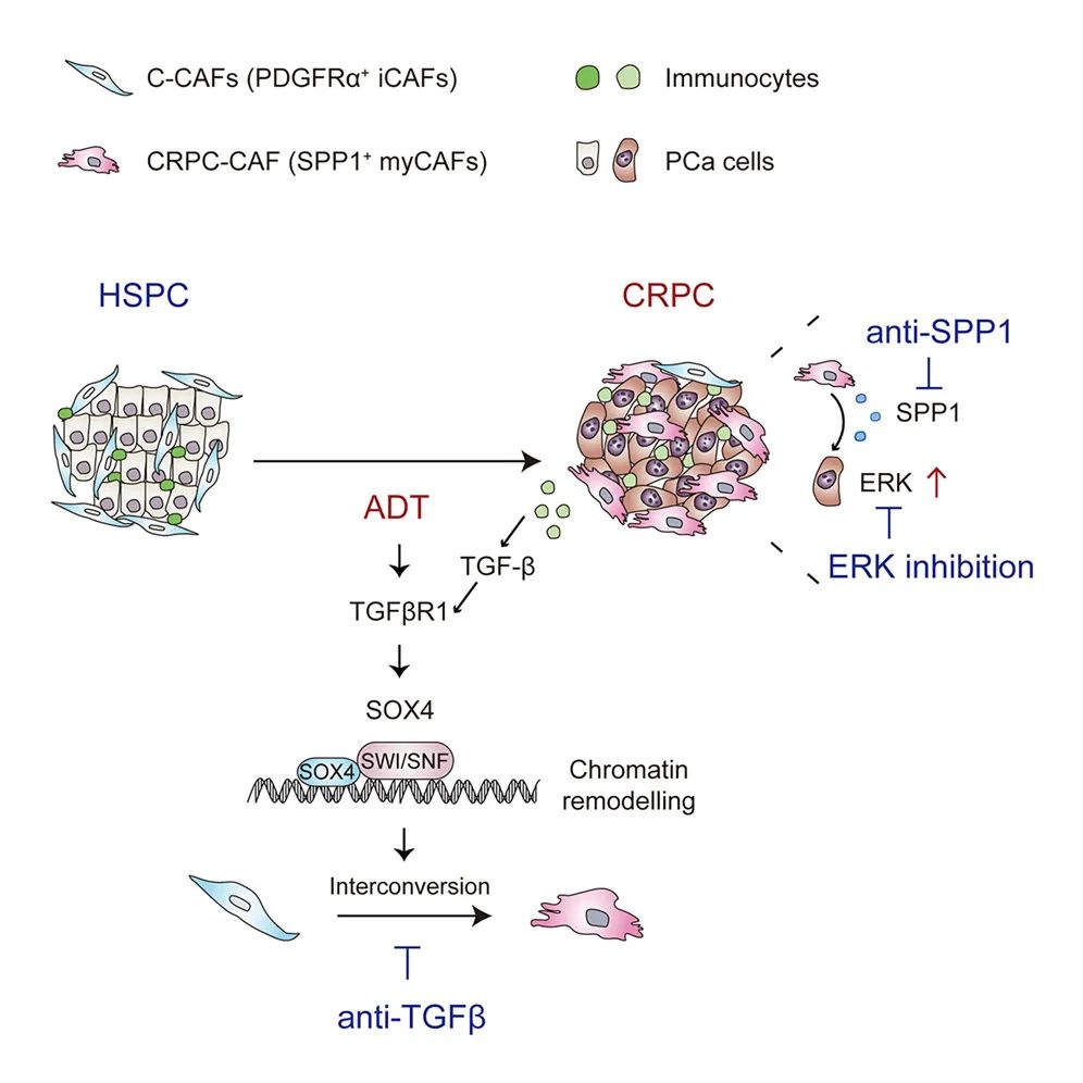 Cancer Cell：秦骏/黄海/江军合作揭示抗雄激素治疗诱导基质细胞重编程，促进前列腺癌的去势抵抗