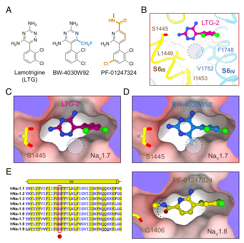 颜宁最新论文：发现抗癫痫药物拉莫三嗪对钠离子通道的双口袋抑制作用，为下一代抗癫痫和止痛药物开发奠定基础