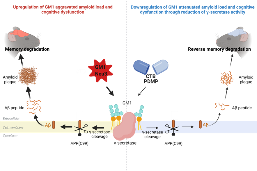 ​Adv Sci：张岱/施一公/周瑞团队发现神经节苷脂GM1在调控阿尔茨海默病大脑淀粉样变性进程中的新机制
