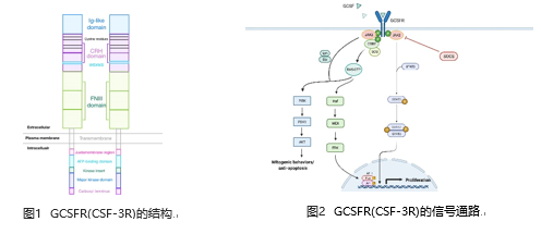 一文GET第三代长效升白药艾贝格司亭α全信息