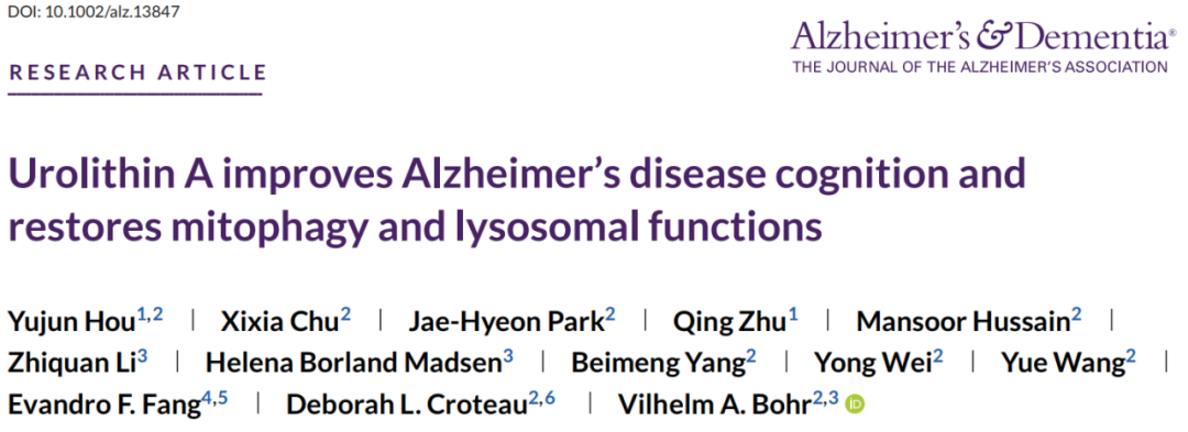 AD：上海市东方医院团队发现尿石素A改善阿尔茨海默病小鼠认知的机制！
