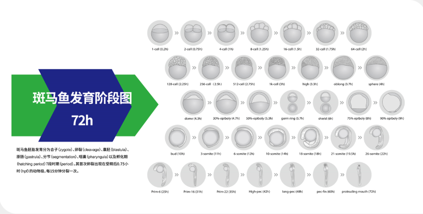 《保健食品功能评价斑马鱼试验规程》团体标准解读