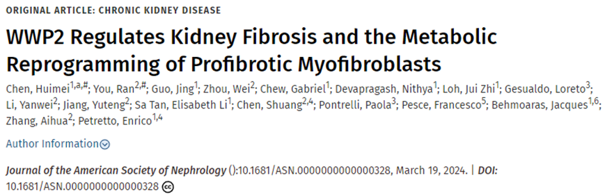 JASN：新研究揭示WWP2调控肾脏纤维化和成肌纤维细胞中的代谢重编程