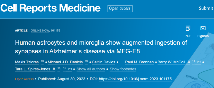 CRM：科学家破解星形胶质细胞和小胶质细胞吞噬发现阿尔茨海默病患者突触之谜