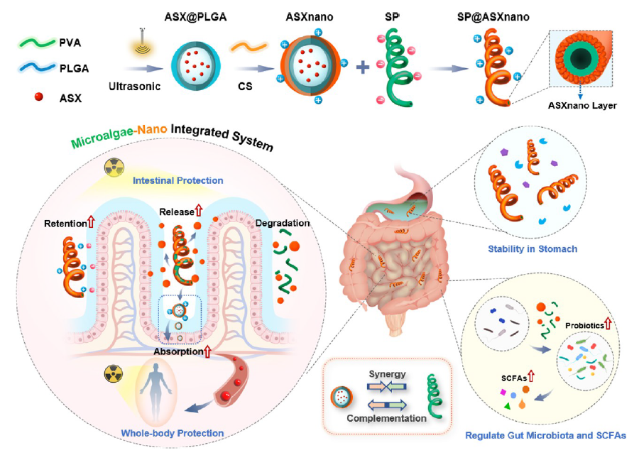 ACS Nano：周民团队开发口服微藻-纳米复合递送系统，预防放射性损伤