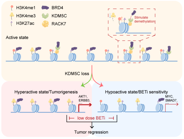 Cancer Res：武汉大学的研究者们揭示了一种增强子在癌症疾病中的作用机制