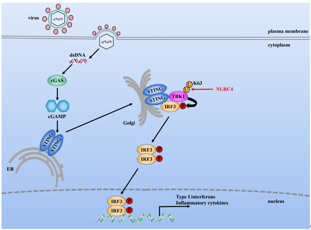 郑春福教授在JMV发表NLRC4调控抗病毒天然免疫cGAS-STING信号通路的文章