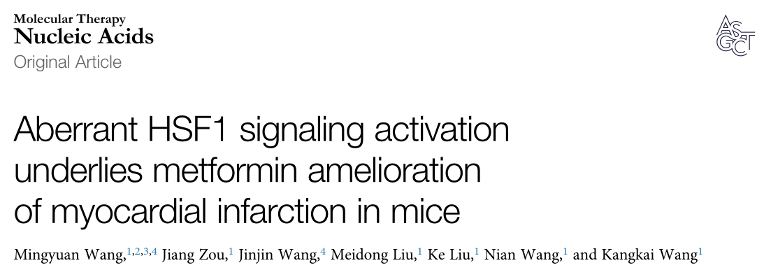 Molecular Therapy Nucleic Acids: 二甲双胍改善小鼠心肌梗死后HSF1信号的异常激活