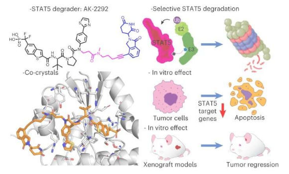 Nat Chem Biol：科学家有望利用一种新方法直击“无成药性”靶点 帮助开发新型癌症疗法