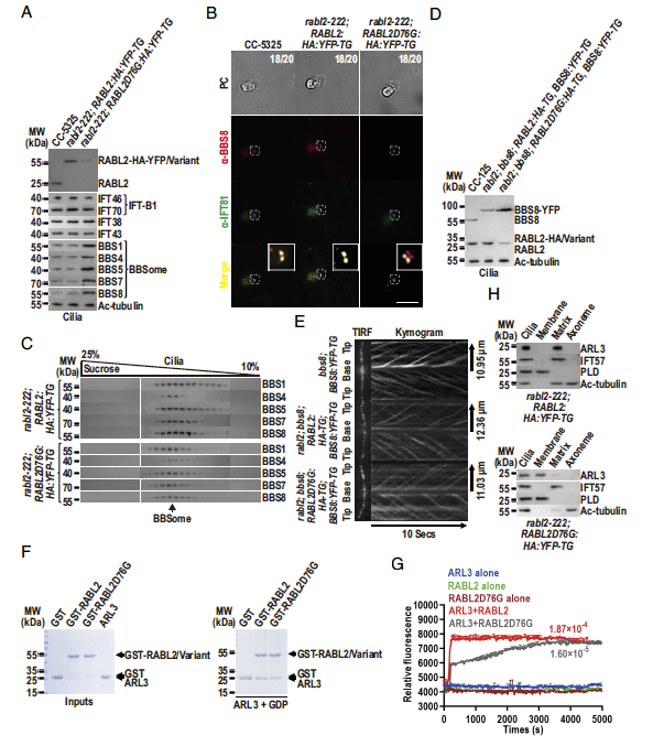 PNAS：天津科技大学樊振川实验室揭示纤毛信号蛋白通过RABL2-ARL3-BBSome框调控其逆向扩散跨越纤毛过渡区的分子机制