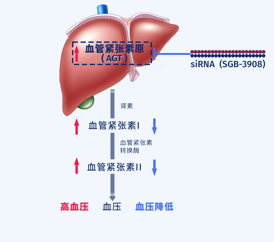 信达生物与圣因生物达成战略合作，共同开发针对高血压的小核酸（siRNA）药物