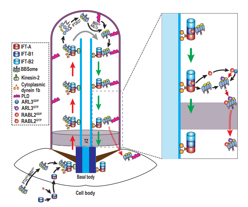 PNAS：天津科技大学樊振川实验室揭示纤毛信号蛋白通过RABL2-ARL3-BBSome框调控其逆向扩散跨越纤毛过渡区的分子机制