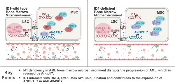 研究揭示骨髓微环境中ID1调控急性髓系白血病起始与进展新机制