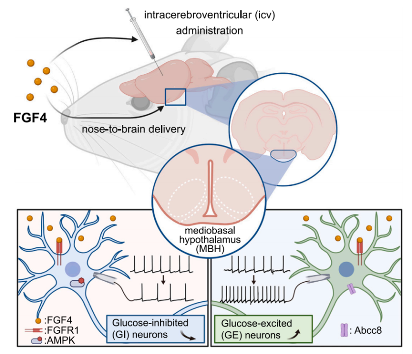 《细胞·代谢》：一次给药，控糖7周！中国科学家开发新型2型糖尿病治疗策略，单次侧脑室注射FGF4，可在小鼠体内实现7周的控糖效果