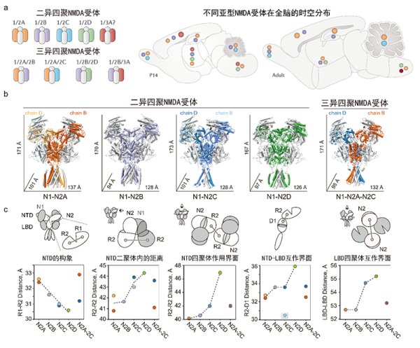 Nature子刊：竺淑佳研究组揭示NMDA受体功能多样性的分子基础