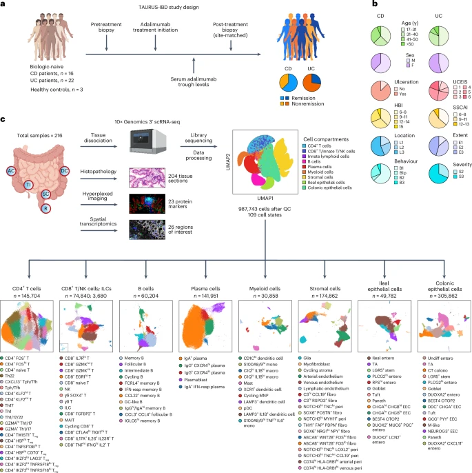 Nat Immunol：科学家成功绘制出新型细胞图谱，有望揭示治疗治疗人类炎性肠病的新途径