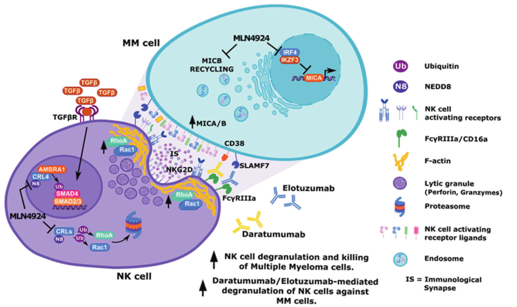 Cell Death and Disease：NEDD8激活酶抑制增强自然杀伤细胞的抗骨髓瘤活性