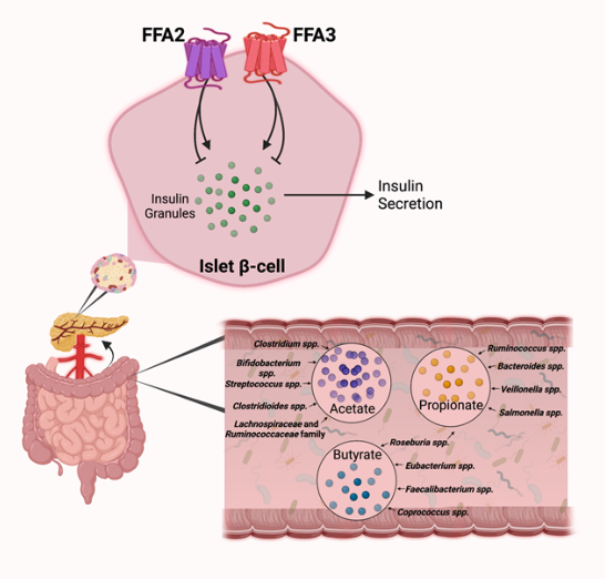 英国药理学：肠道微生物组和SCFA受体FFA2/FFA3对β细胞功能和代谢调节的作用