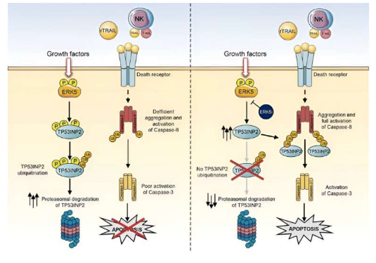 Cell Death Dis：科学家识别出能避免癌细胞对疗法产生耐受性的新型策略