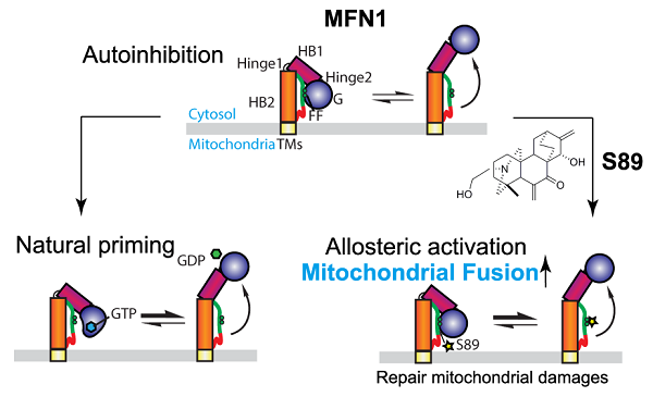 Nature Chemical Biology:研发出修补线粒体损伤的小分子融合激动剂