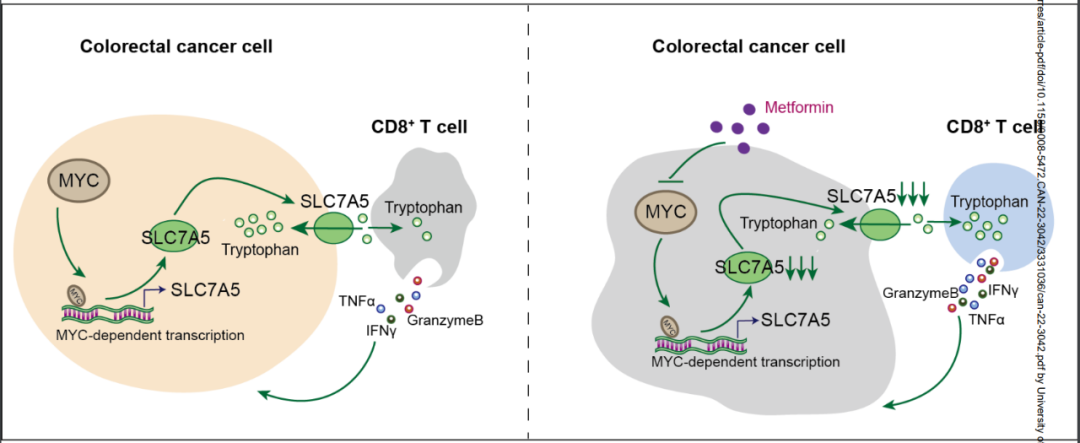 《癌症研究》：仁济医院团队揭示二甲双胍抗肠癌新机制！通过干预色氨酸代谢重塑免疫微环境！