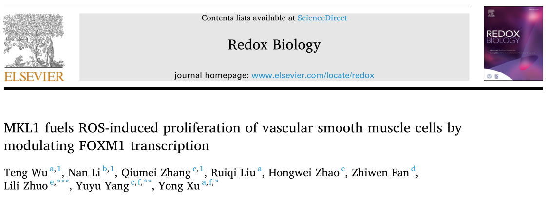 Redox Biology: 靶向MK-2/MKL1/FOXM1轴可能是治疗再狭窄的合理途径