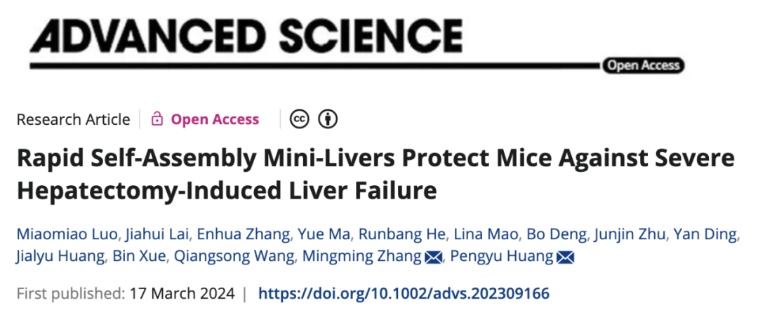 黄鹏羽团队构建新型人工肝脏，保护90%肝脏切除小鼠免受肝衰竭