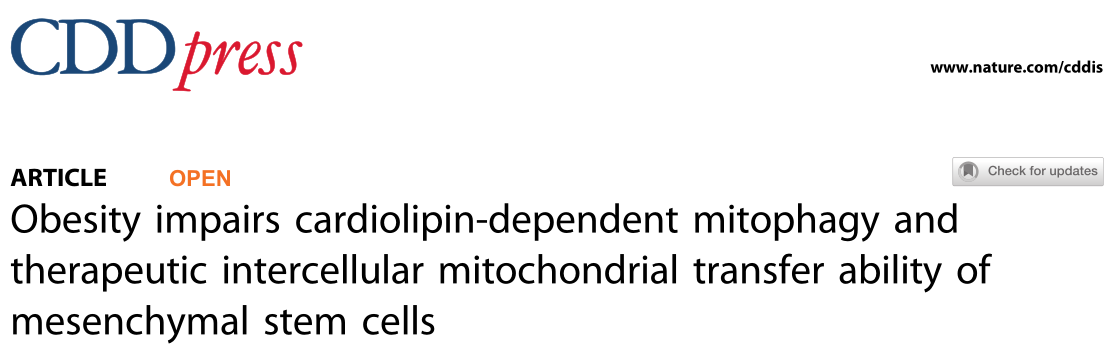 印度研究者们揭示了肥胖来源的间充质干细胞的线粒体自噬功能受损全面的分子理解