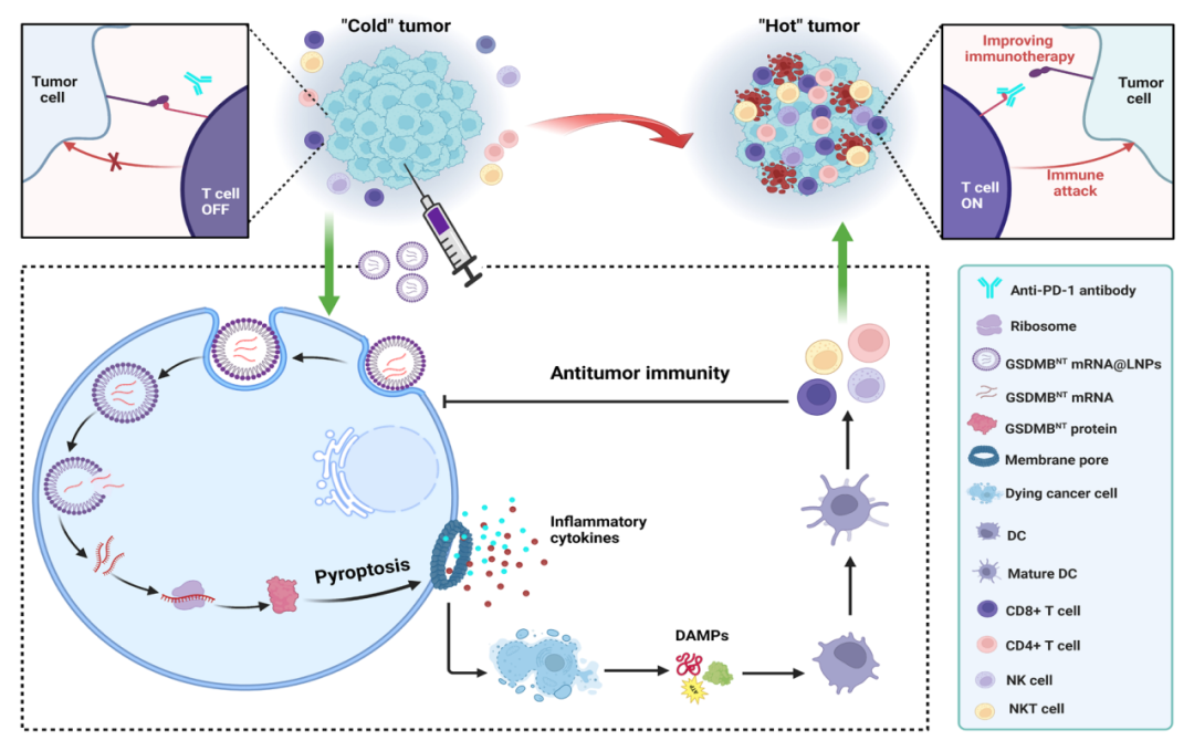 许晓阳/章雪晴团队开发mRNA-LNP介导的细胞焦亡疗法，增强肿瘤免疫治疗效果