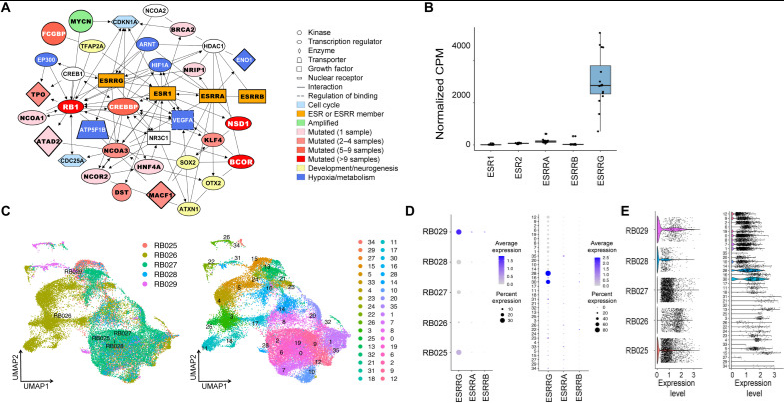 Sci Adv：科学家发现儿童视网膜母细胞瘤的新型分子驱动子