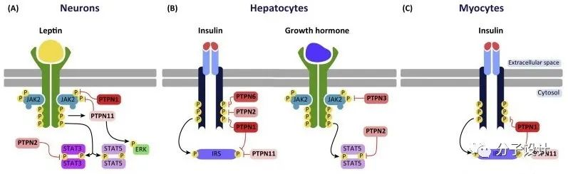 难成药靶标PTPN2/PTPN1的抑制剂设计及免疫治疗研究