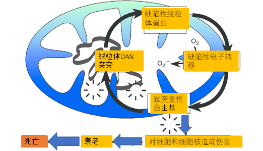 寻找青春不老泉-线粒体致衰理论