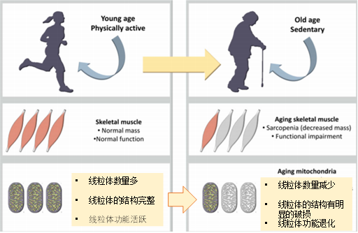 寻找青春不老泉-线粒体致衰理论