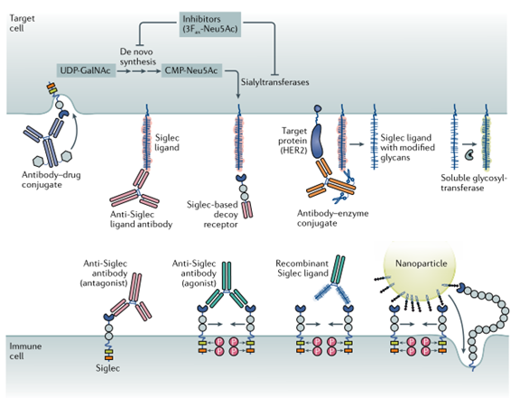 Siglecs ：Oncology 和Immunology领域的多维度玩家