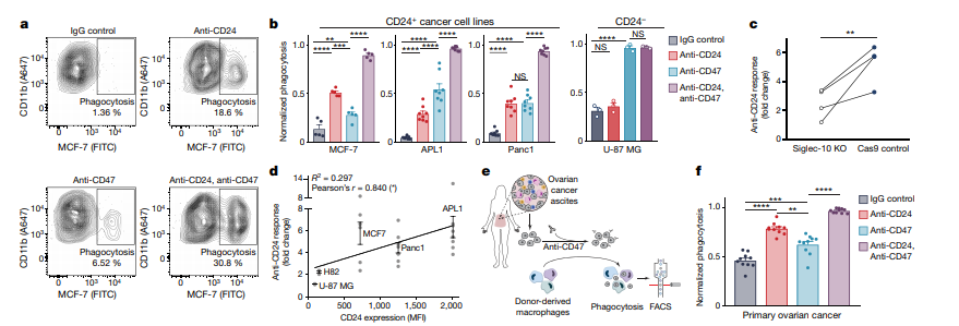 Siglecs ：Oncology 和Immunology领域的多维度玩家